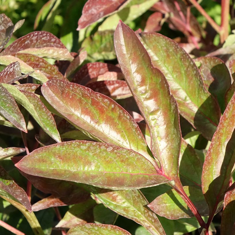 Paeonia lactiflora Carl G. Klehm (Follaje)