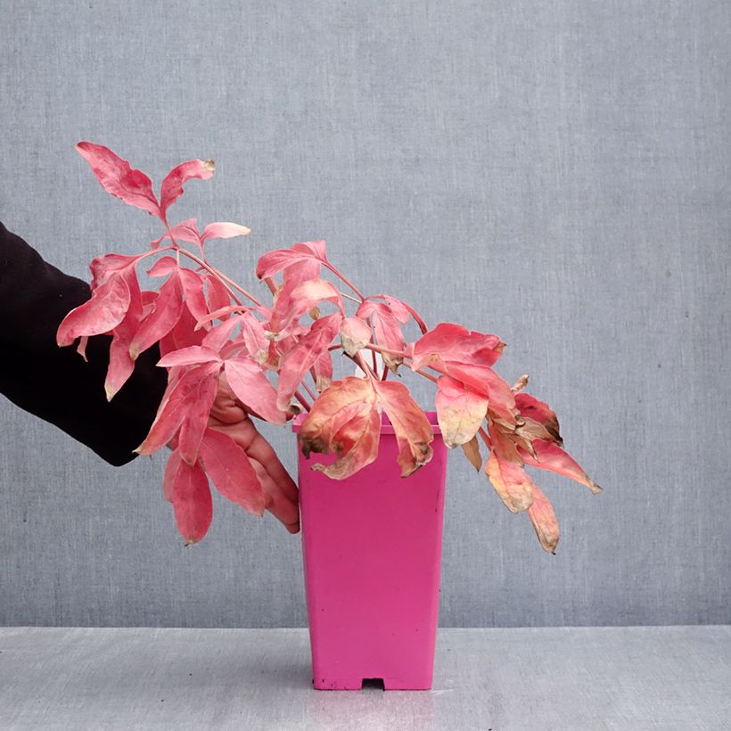 Ejemplar de Paeonia lactiflora Carl G. Klehm Maceta 4L/5L entregado en otoño