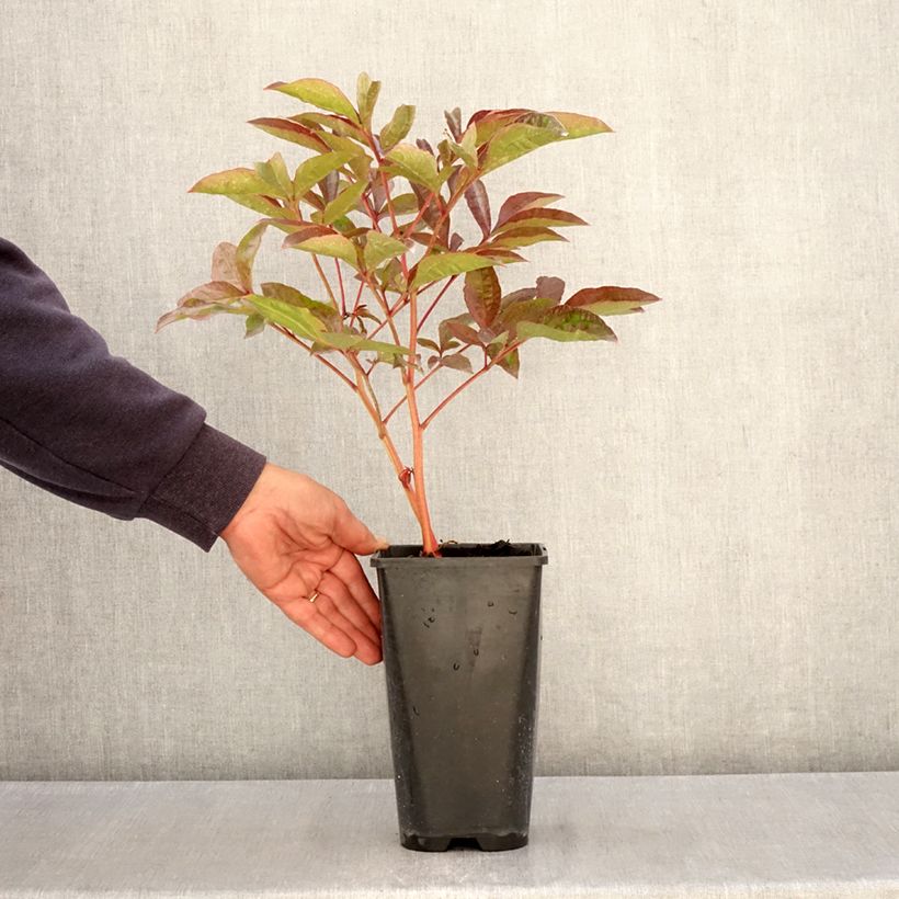 Paeonia lactiflora Carl G. Klehm Maceta 4L/5L Ejemplar entregado en la primavera