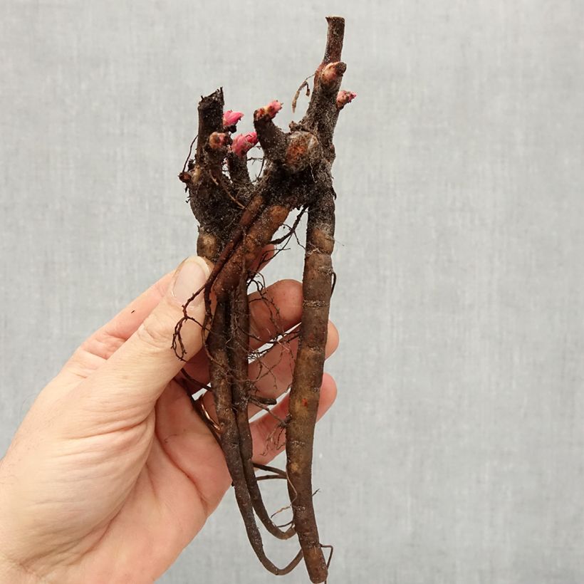 Paeonia lactiflora Carl G. Klehm Cepa 3/5 ojos Ejemplar entregado en invierno