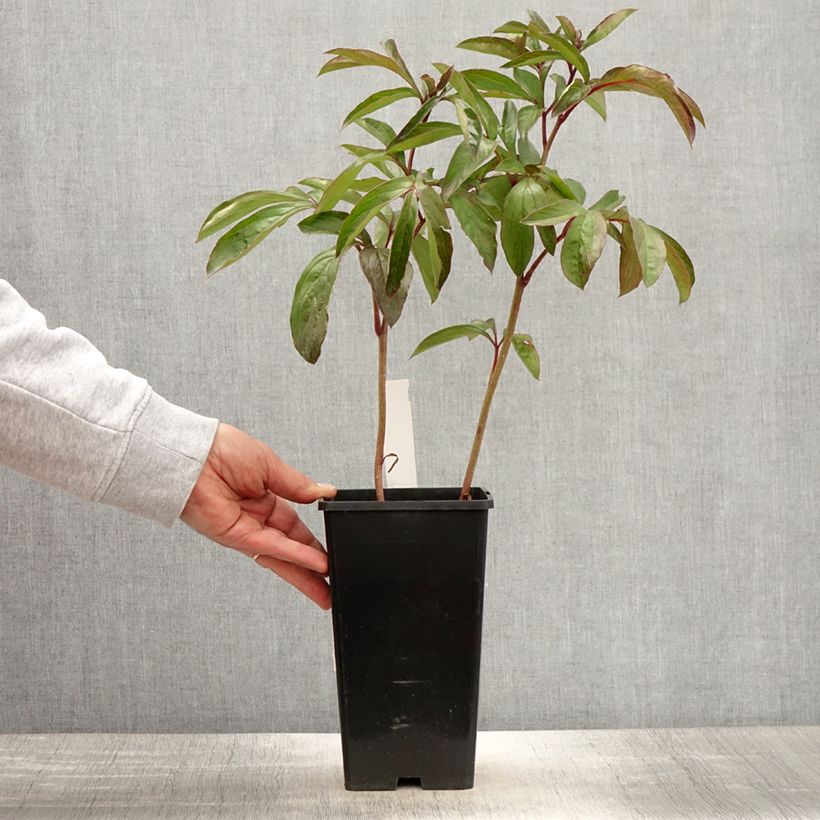 Peonia lactiflora Cheddar Cheese Maceta 3L/4L Ejemplar entregado en la primavera