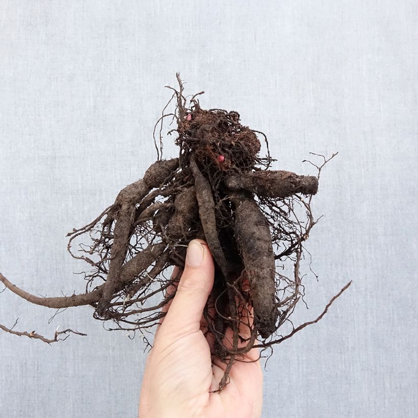 Peonia lactiflora Command Performance Cepa 3/5 ojos Ejemplar entregado en invierno