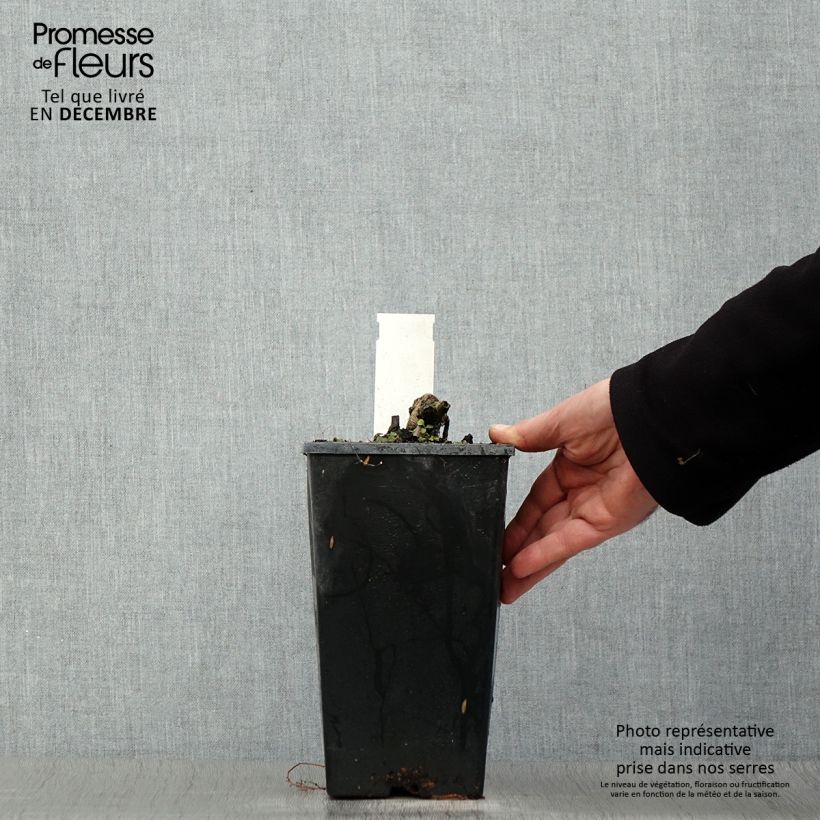 Peonia lactiflora Coral Charm Maceta 3L/4L Ejemplar entregado en invierno