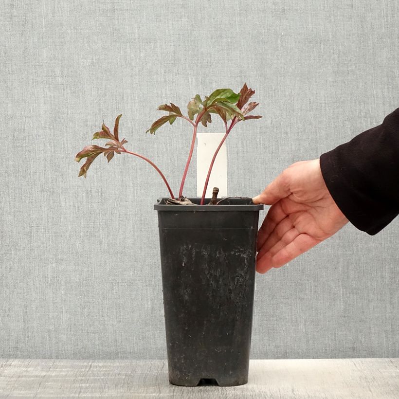 Peonia lactiflora Coral Charm Maceta 3L/4L Ejemplar entregado en la primavera