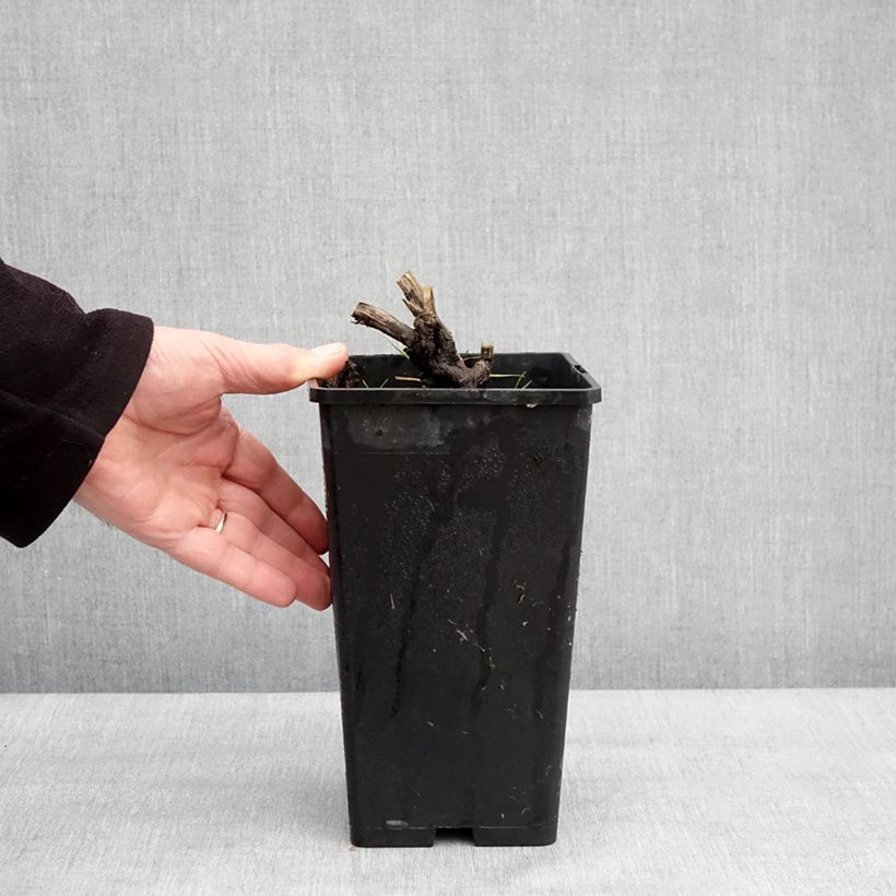 Peonia lactiflora Coral Magic Maceta 3L/4L Ejemplar entregado en invierno