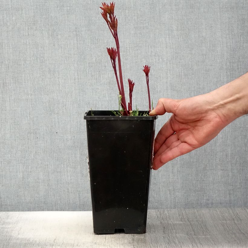 Peonia lactiflora Coral Magic Maceta 3L/4L Ejemplar entregado en la primavera