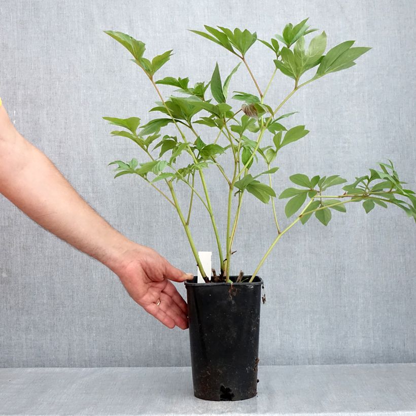 Peonia lactiflora Corinne Wersan Maceta 4L/5L Ejemplar entregado en la primavera