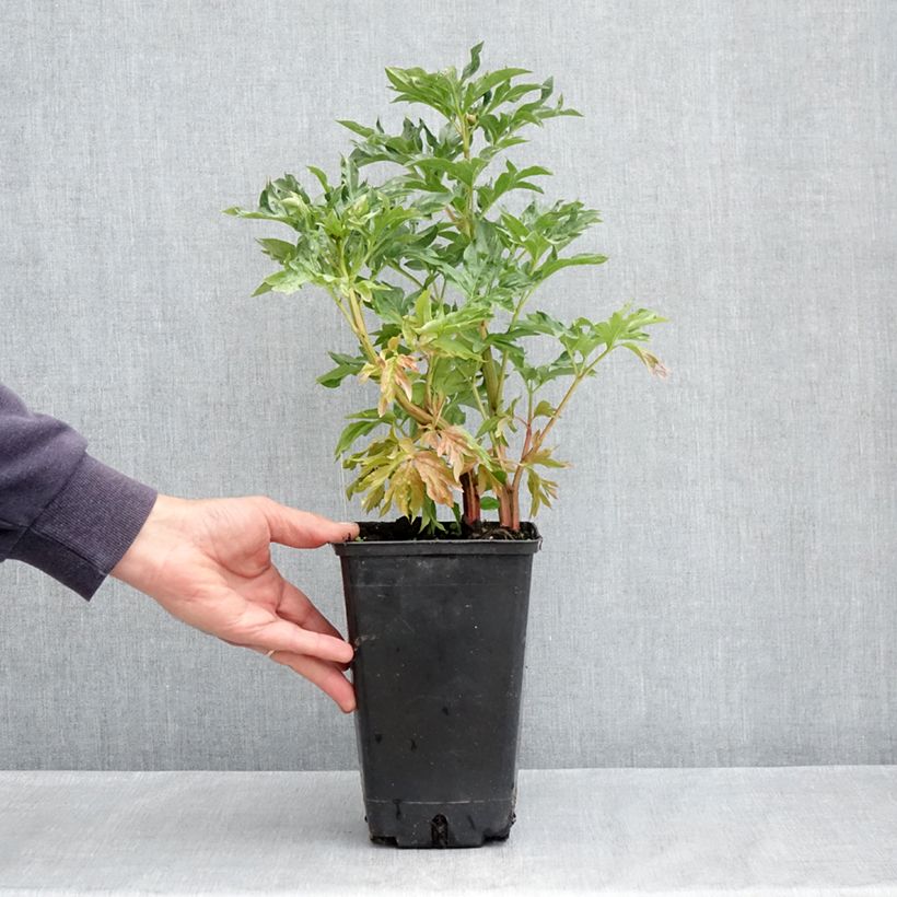 Peonia lactiflora Cytherea Maceta 3L/4L Ejemplar entregado en la primavera