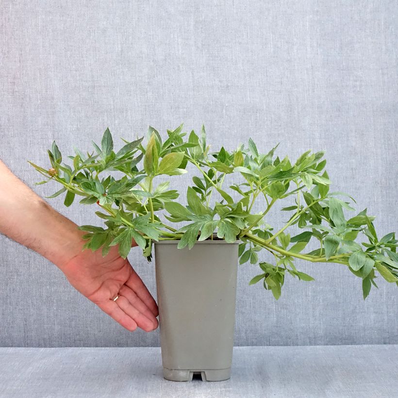 Peonia lactiflora Diana Parks Maceta 3L/4L Ejemplar entregado en la primavera