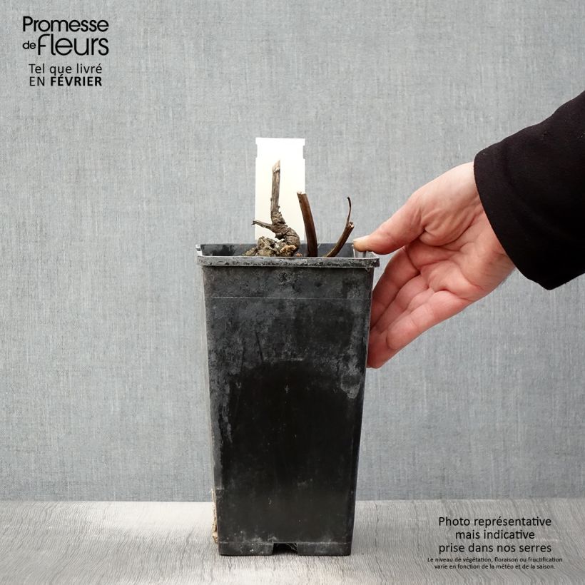 Peonia lactiflora Doreen Maceta 3L/4L Ejemplar entregado en invierno