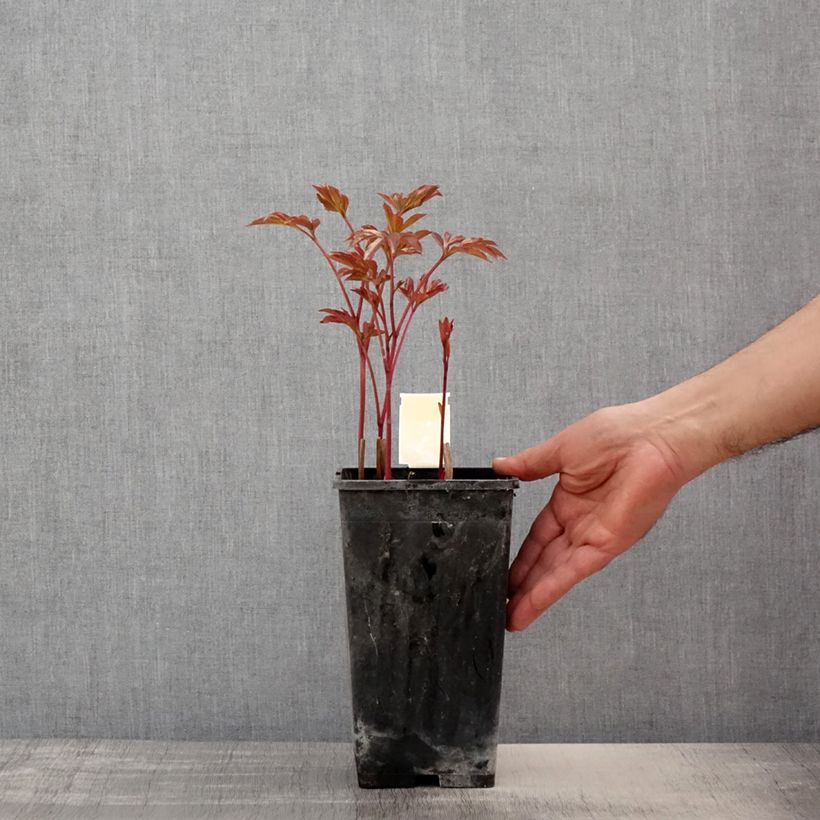 Peonia lactiflora Doreen Maceta 3L/4L Ejemplar entregado en la primavera