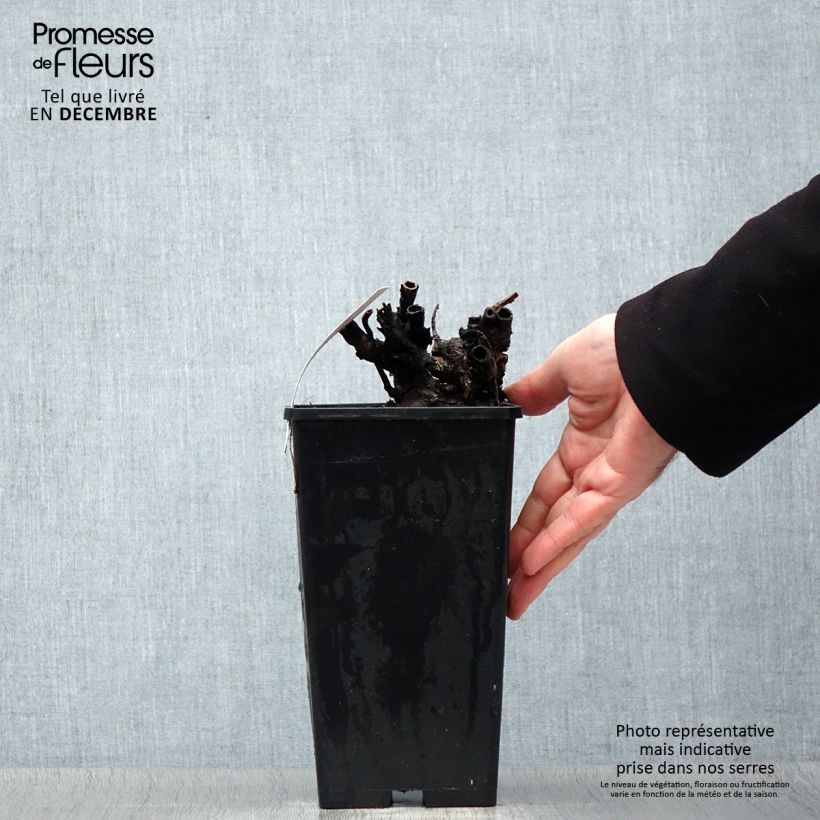 Peonia lactiflora Dr Alexander Fleming Maceta 3L/4L Ejemplar entregado en invierno