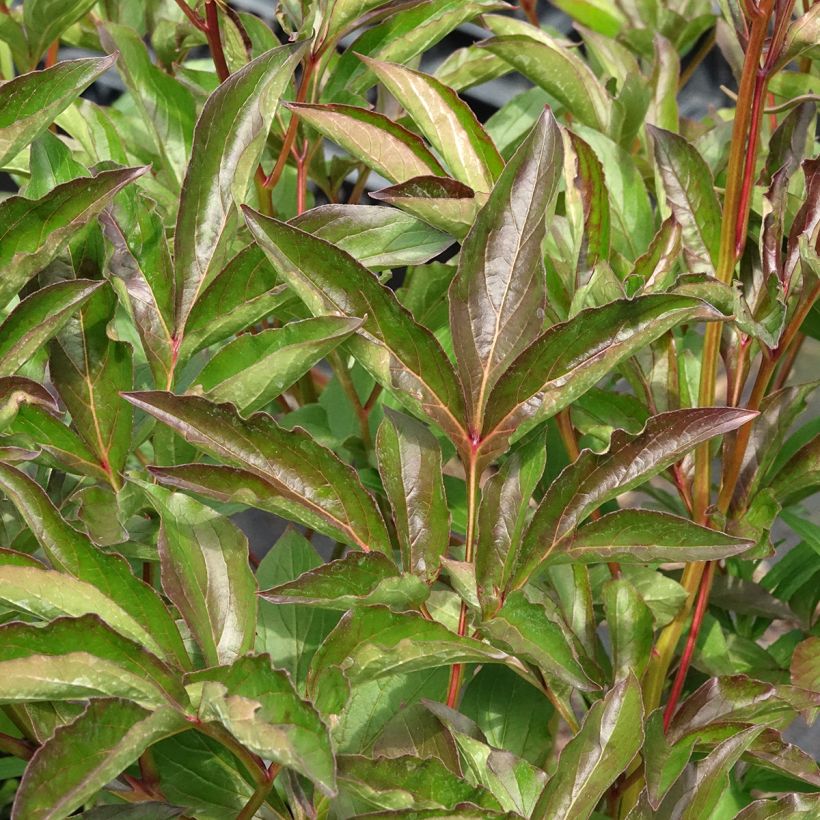 Peonia lactiflora Duchesse de Nemours (Follaje)