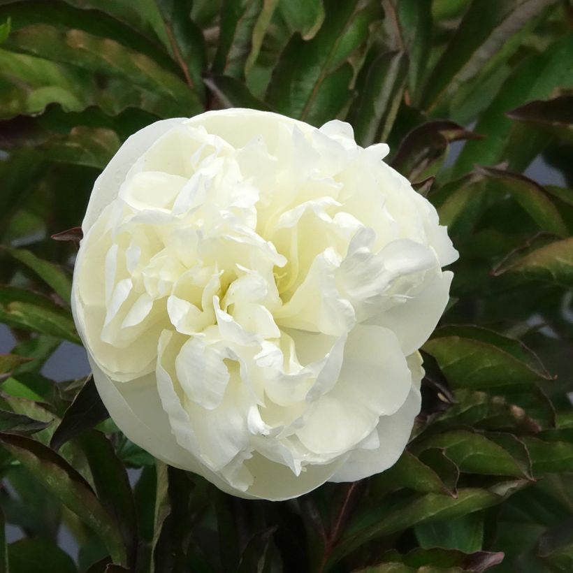 Peonia lactiflora Duchesse de Nemours (Floración)
