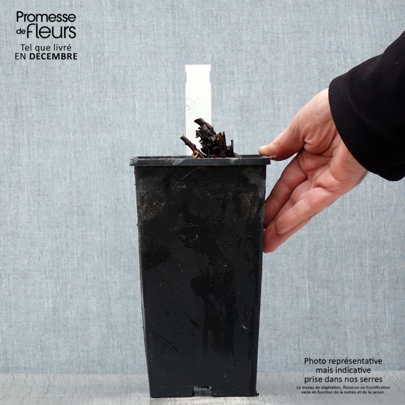 Peonia lactiflora Duchesse de Nemours Maceta 3L/4L Ejemplar entregado en invierno