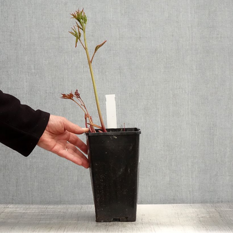 Peonia lactiflora Duchesse de Nemours Maceta 3L/4L Ejemplar entregado en la primavera