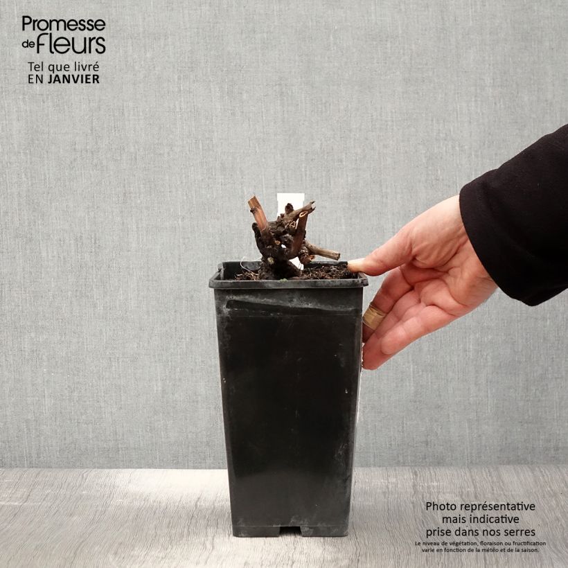 Peonia lactiflora Edulis Superba Maceta 3L/4L Ejemplar entregado en invierno