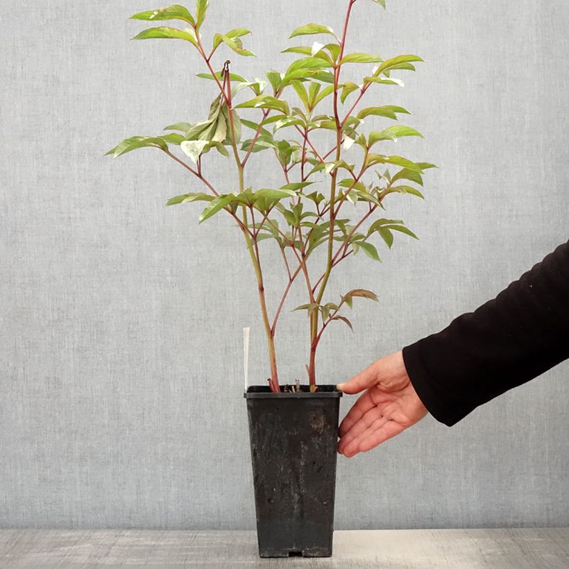 Peonia lactiflora Edulis Superba Maceta 3L/4L Ejemplar entregado en la primavera