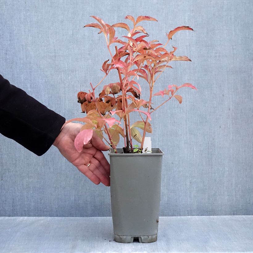 Ejemplar de Peonia lactiflora Fantastic Maceta 3L/4L entregado en otoño