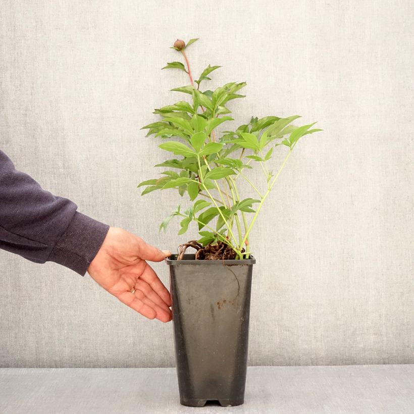 Peonia lactiflora Fantastic Maceta 3L/4L Ejemplar entregado en la primavera