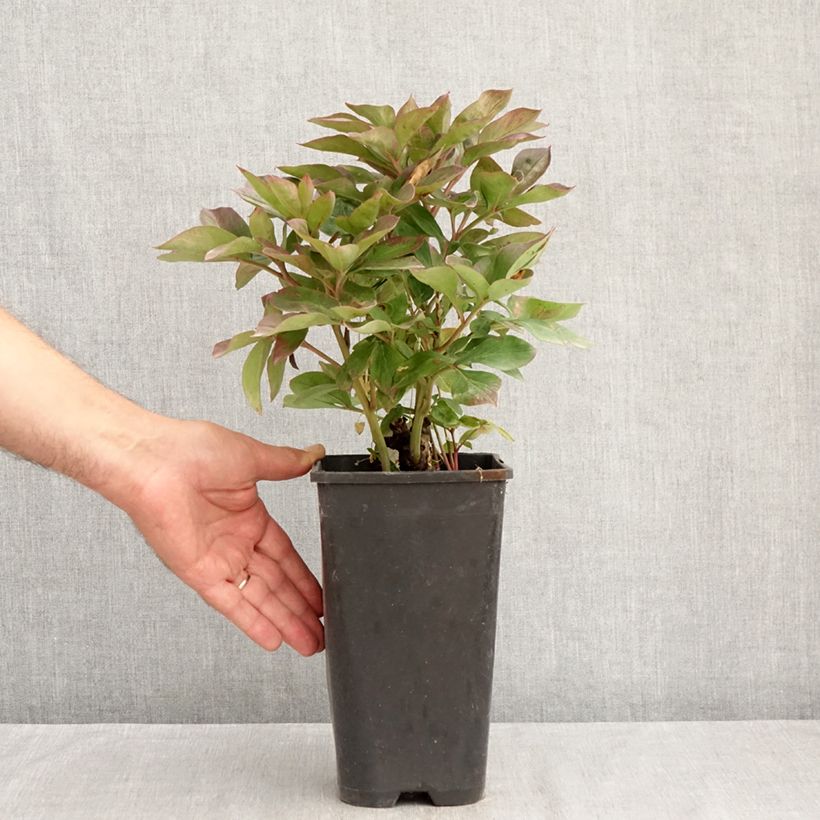 Ejemplar de Peonia lactiflora Félix Crousse Maceta 3L/4L entregado en verano