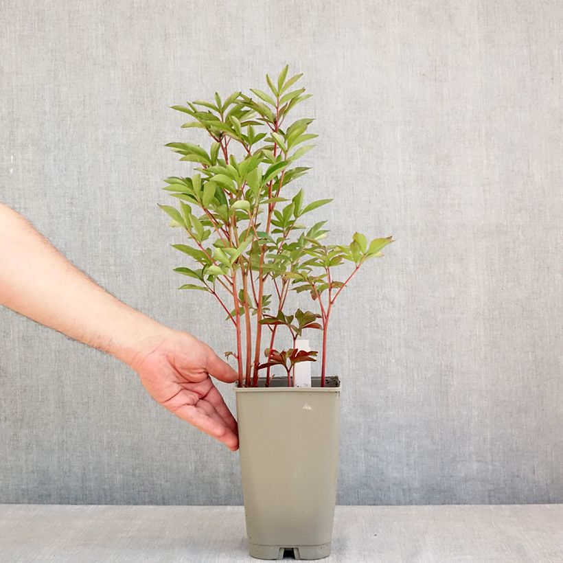 Peonia lactiflora Félix Crousse Maceta 3L/4L Ejemplar entregado en la primavera