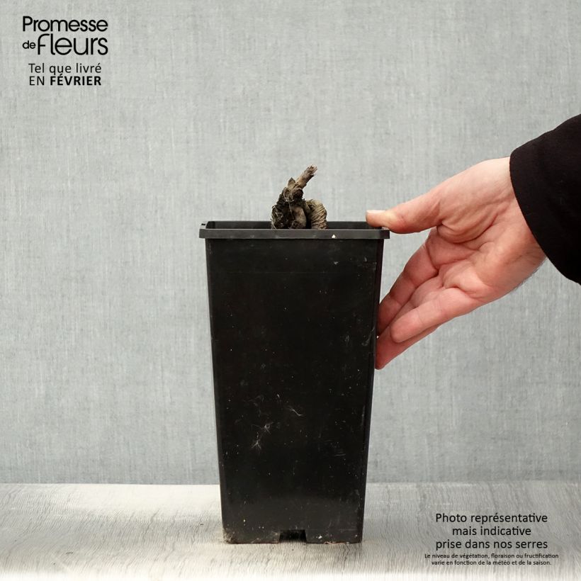 Peonia lactiflora Festiva Maxima Maceta 3L/4L Ejemplar entregado en invierno