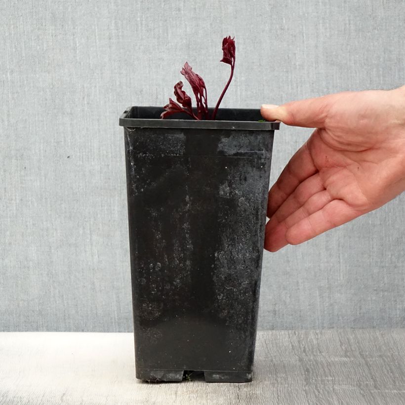 Peonia lactiflora Festiva Maxima Maceta 3L/4L Ejemplar entregado en la primavera