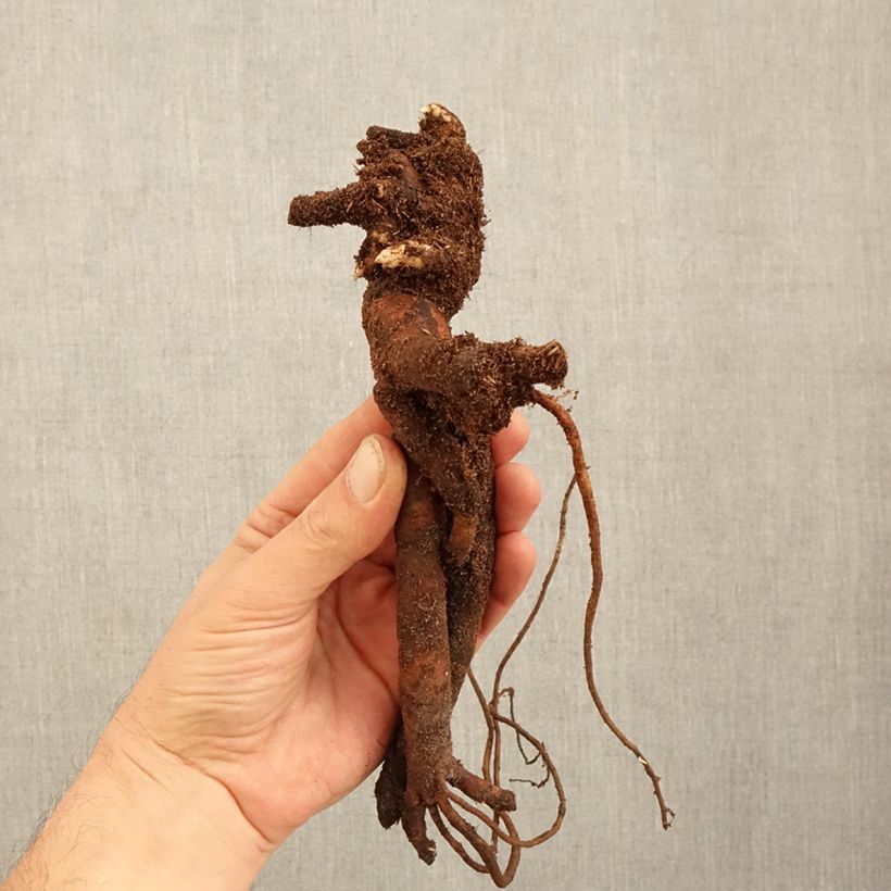 Peonia lactiflora Festiva Maxima Cepa 3/5 ojos Ejemplar entregado en invierno