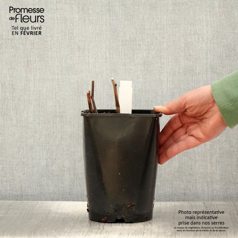 Peonia lactiflora Françoise Ortegat Maceta 3L/4L Ejemplar entregado en invierno