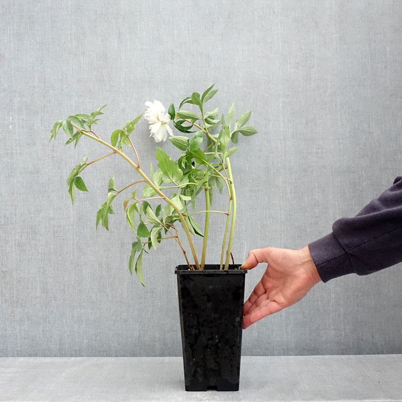 Peonia lactiflora Fringed Ivory Maceta 4L/5L Ejemplar entregado en la primavera