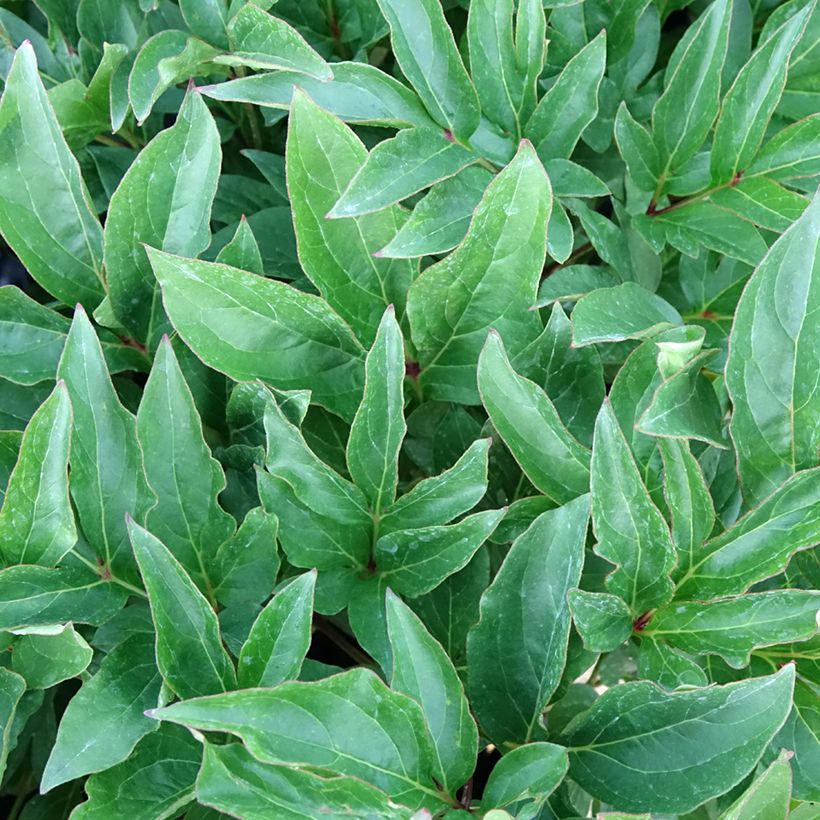 Peonia lactiflora Green Halo (Follaje)