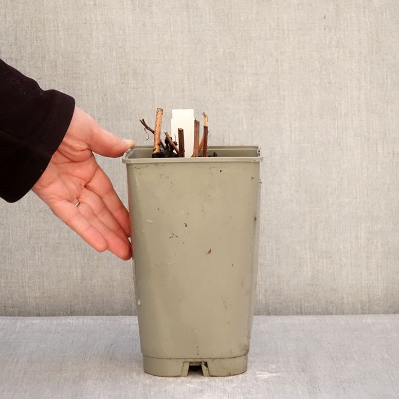 Peonia lactiflora Green Halo Maceta 3L/4L Ejemplar entregado en invierno