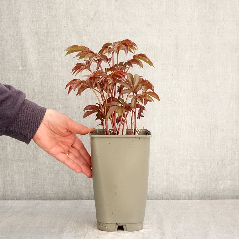 Peonia lactiflora Green Halo Maceta 3L/4L Ejemplar entregado en la primavera