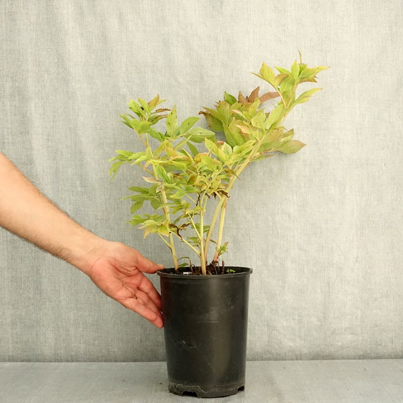 Ejemplar de Peonia lactiflora Bockstoce Maceta 3L/4L entregado en verano