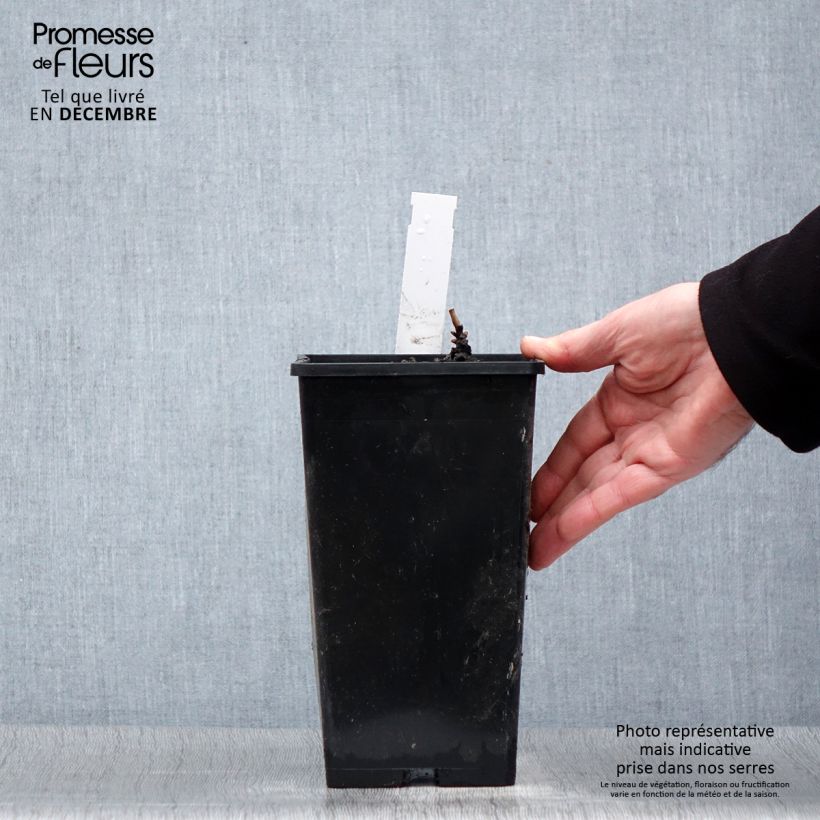 Peonia lactiflora Immaculée Maceta 3L/4L Ejemplar entregado en invierno