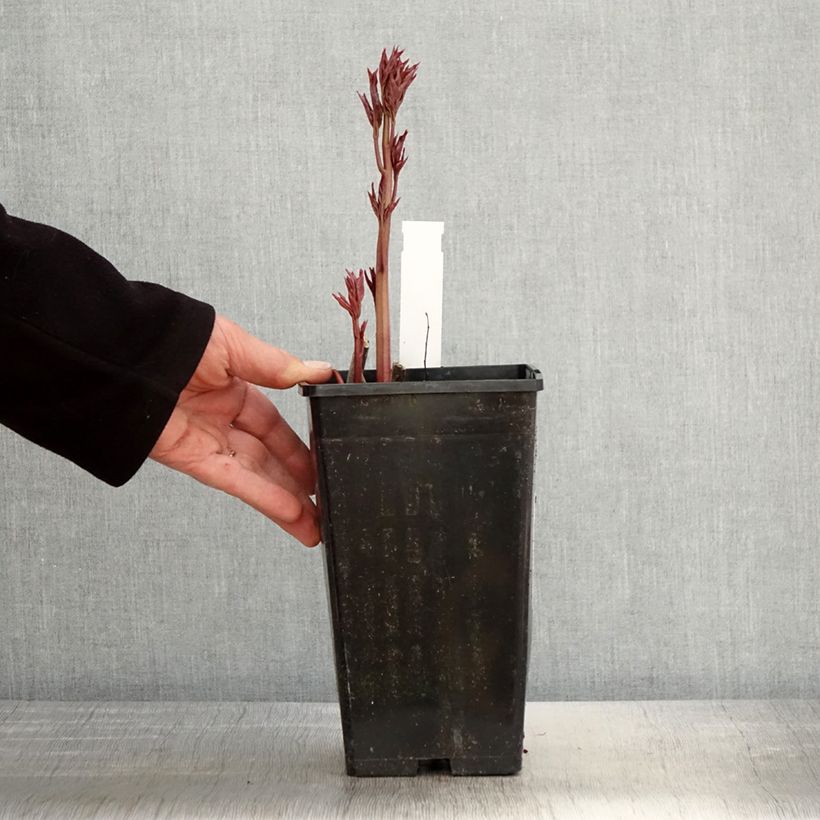 Peonia lactiflora Immaculée Maceta 3L/4L Ejemplar entregado en la primavera