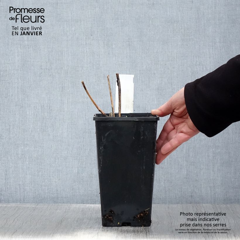 Peonia lactiflora Inspecteur Lavergne Maceta 3L/4L Ejemplar entregado en invierno