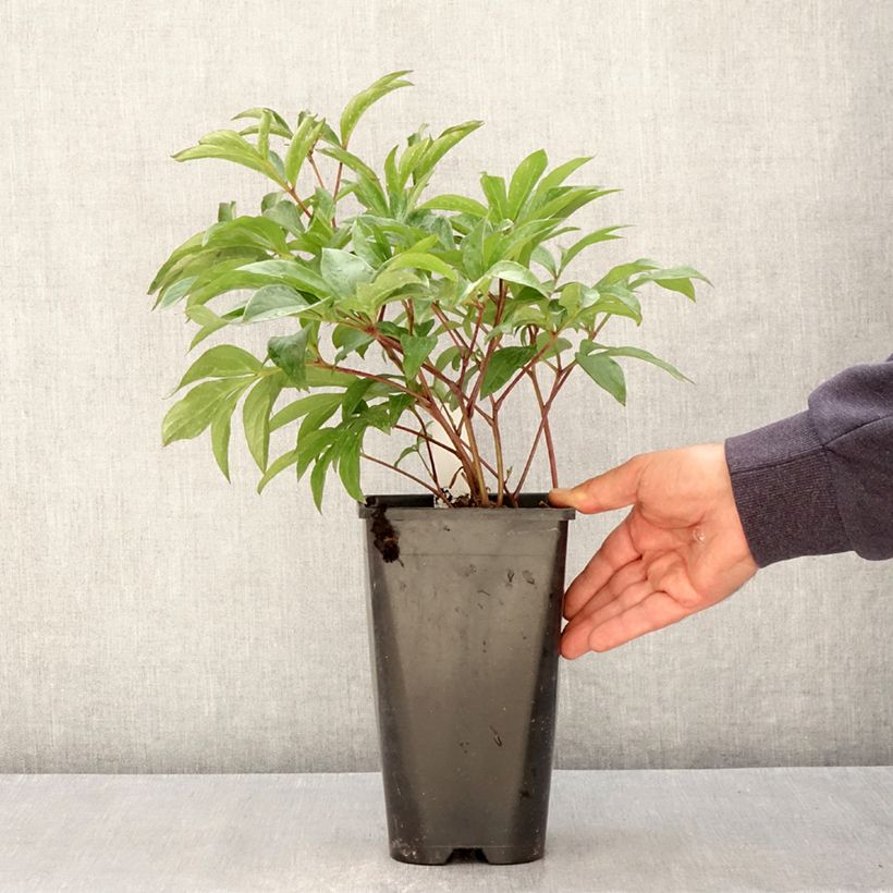 Peonia lactiflora Inspecteur Lavergne Maceta 3L/4L Ejemplar entregado en la primavera