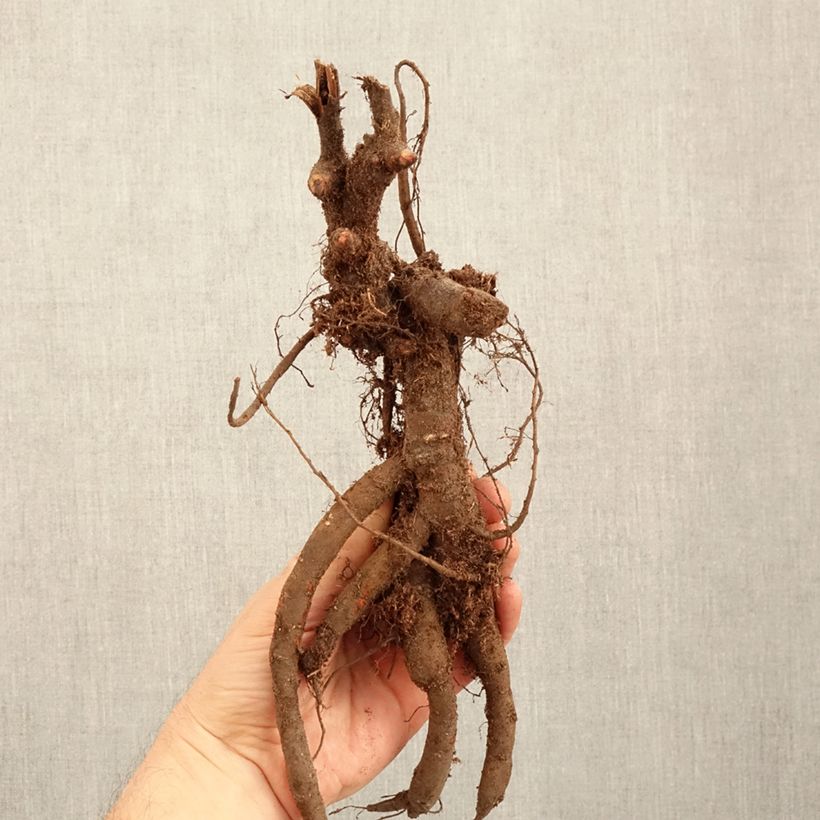 Peonia lactiflora Inspecteur Lavergne Cepa 3/5 ojos Ejemplar entregado en invierno