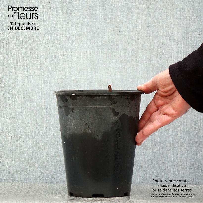 Peonia lactiflora Jan van Leeuwen Maceta 3L/4L Ejemplar entregado en invierno