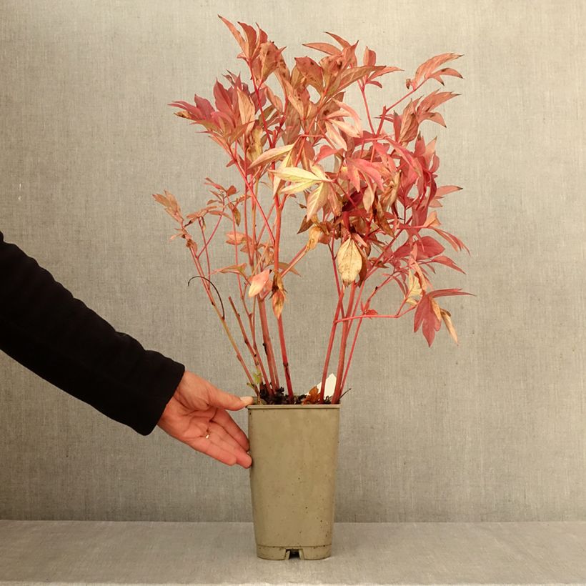 Ejemplar de Peonia lactiflora Karl Rosenfield Maceta 3L/4L entregado en otoño