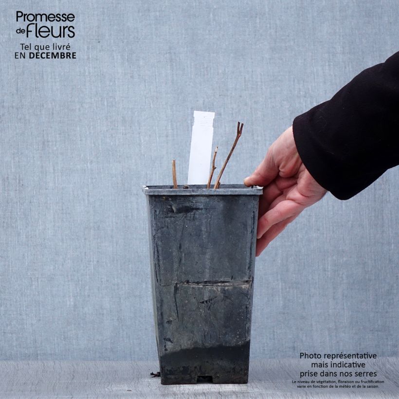 Peonia lactiflora Karl Rosenfield Maceta 3L/4L Ejemplar entregado en invierno