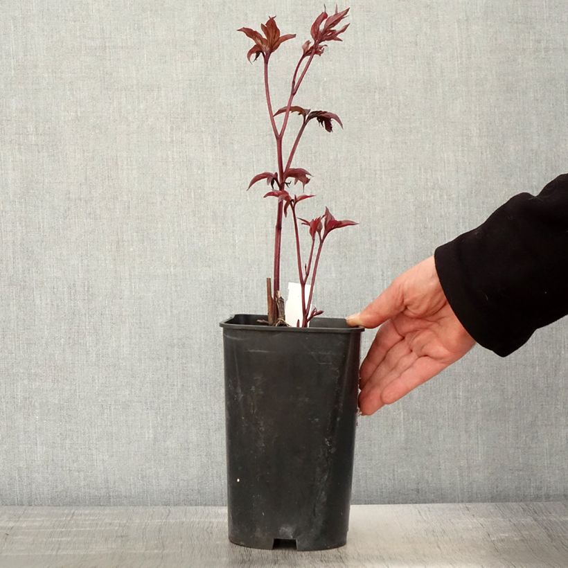 Peonia lactiflora Karl Rosenfield Maceta 3L/4L Ejemplar entregado en la primavera