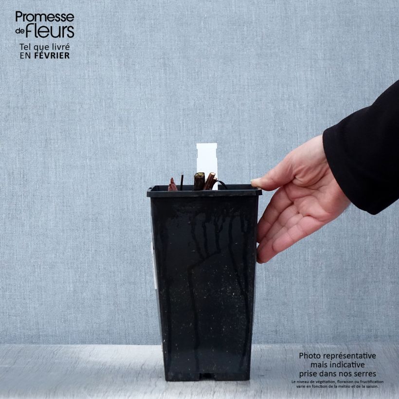 Peonia lactiflora King's Day Maceta 3L/4L Ejemplar entregado en invierno