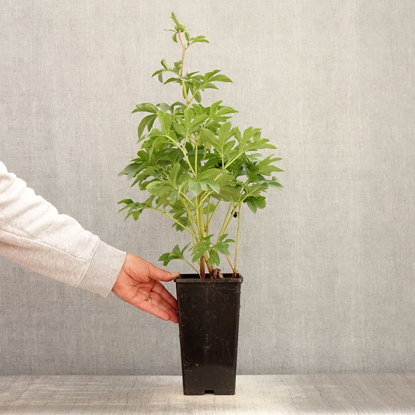 Peonia lactiflora King's Day Maceta 3L/4L Ejemplar entregado en la primavera