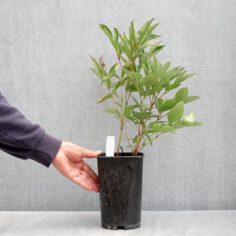 Peonia lactiflora Lady Alexandra Duff Maceta 3L/4L Ejemplar entregado en la primavera