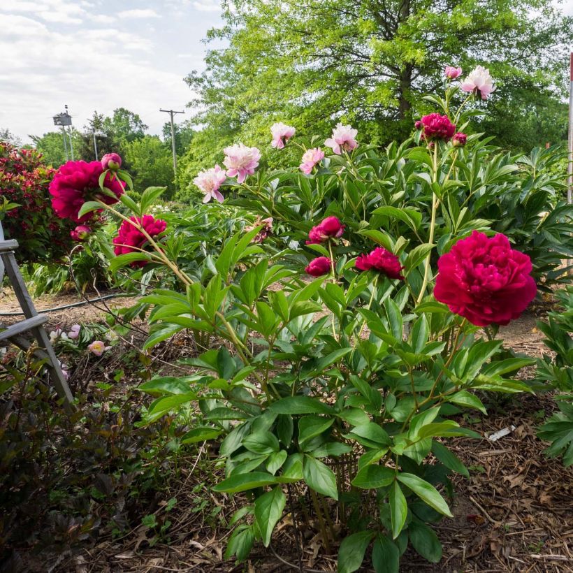 Peonia lactiflora Peonia (Porte)