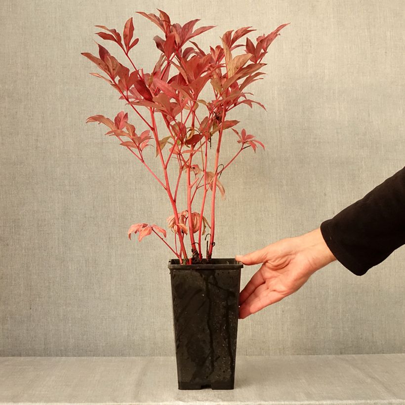 Ejemplar de Peonia lactiflora Peonia Maceta 3L/4L entregado en otoño