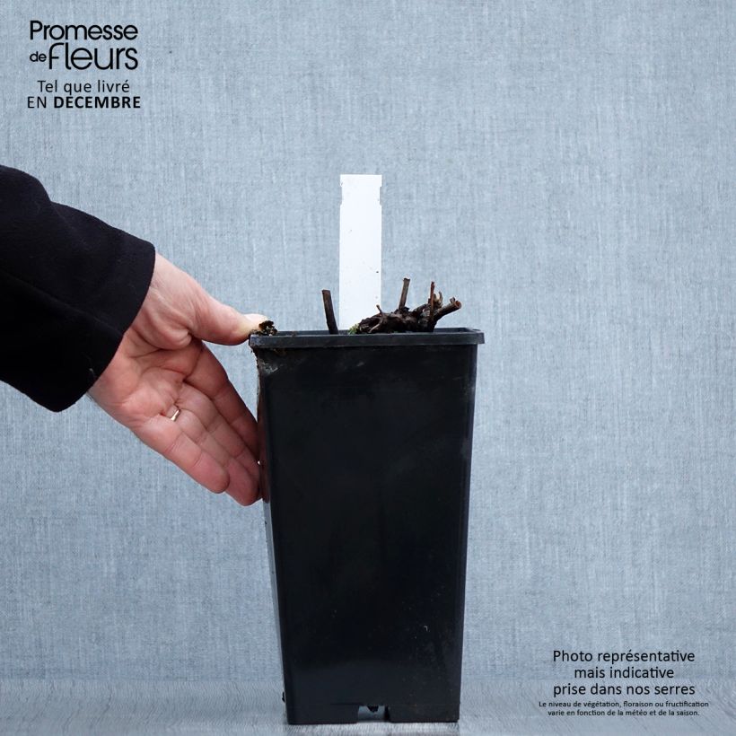 Peonia lactiflora Peonia Maceta 3L/4L Ejemplar entregado en invierno